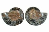 Cut/Polished Ammonite Fossil - Unusual Black Color #169702-1